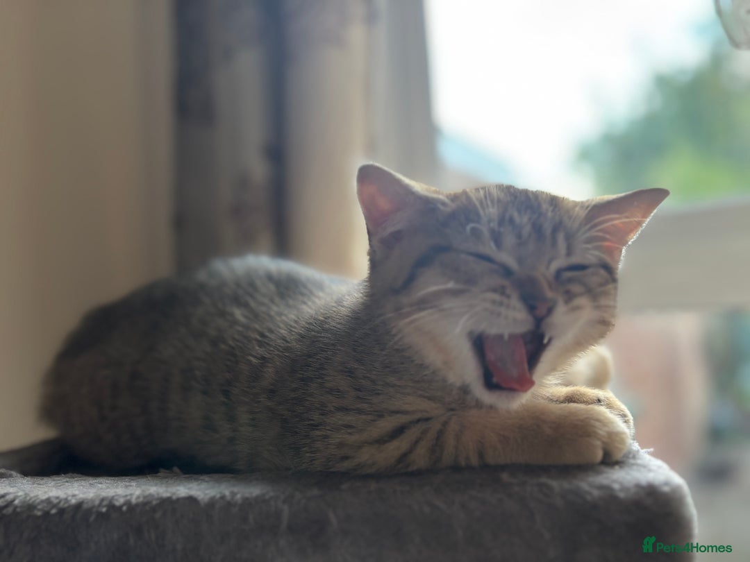 British Shorthair cats for sale: 🐾 Last British Shorthair Golden Tabby - Female 🐾 - Image 4