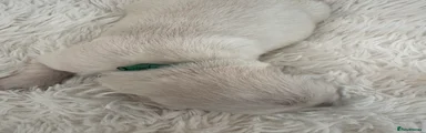 Golden Retriever 1