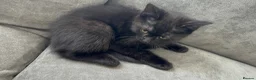 Mixed Breed cats for sale: Kitten for sale - Advert 4