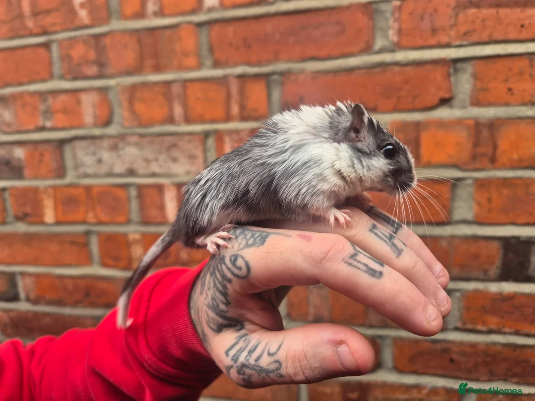 Gerbil rodents for sale: 6 x male gerbils looking for home - Advert 4