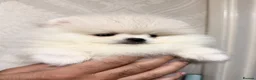 Pomeranian dogs for sale: Beautiful White/Cream Pomeranian Puppies - Advert 6