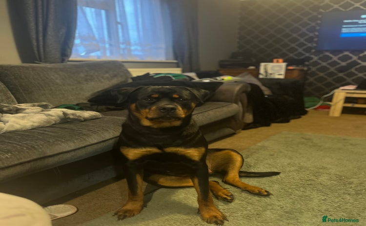 Rottweiler dogs - Advert 1