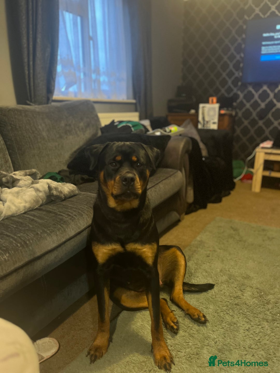 Rottweiler dogs for sale: One year old female rottie - Image 1