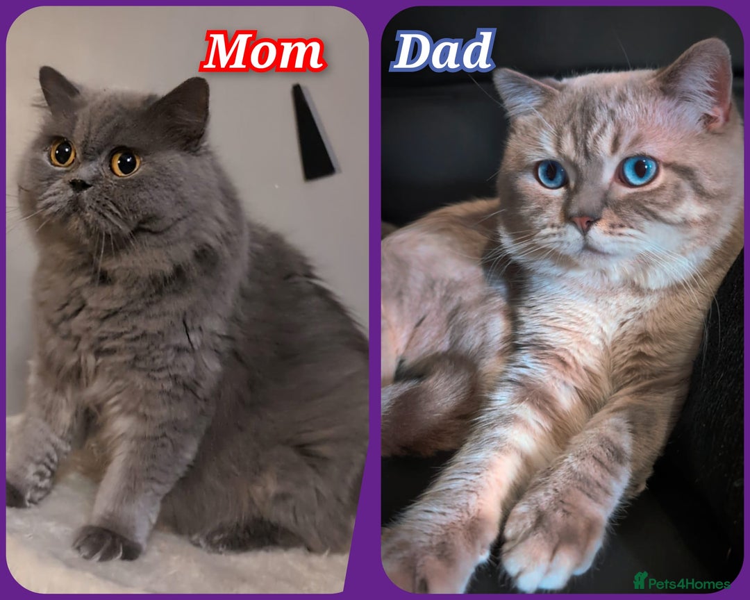 British Longhair cats for sale: 💖💙 BSH and BLH ● TICA & GCCF reg ●  - Advert 20