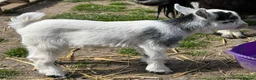 Goats livestock for sale: 2 x Pygmy wethers for sale  - Advert 3