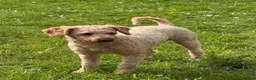 Cockapoo dogs for stud: KC Reg Toy Poodle Stud Dog DNA Tested Somerset - Advert 7