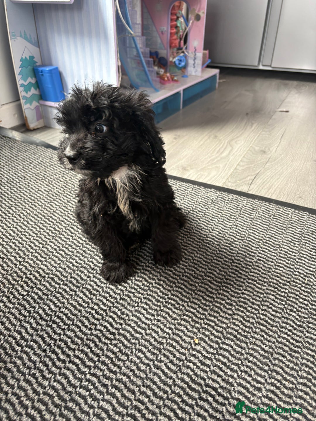 Cockapoo dogs for sale: Cockapoo puppies READY NOW  - Image 5