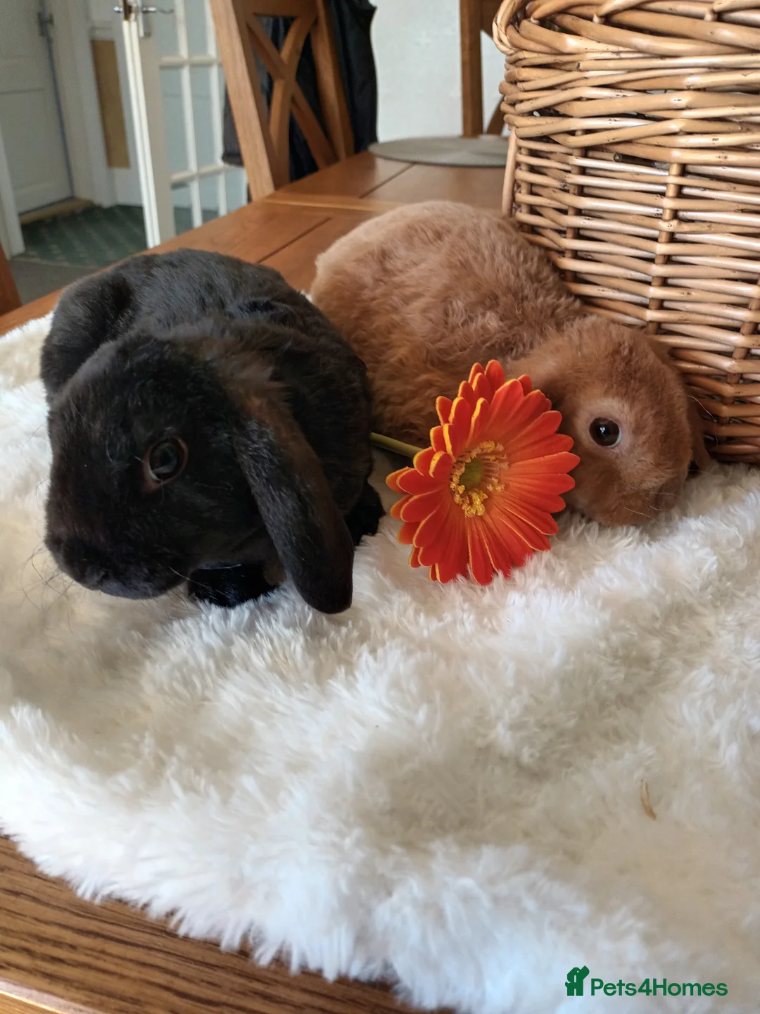 Mini Lop rabbits for sale: Gorgeous plush mini lops  - Advert 2