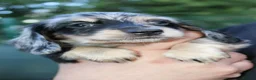Miniature Dachshund dogs for sale: Cream dapple  - Advert 5