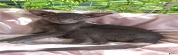 Oriental cats for sale: FULL Pedigree Oriental XL size ears GCCF - Advert 11