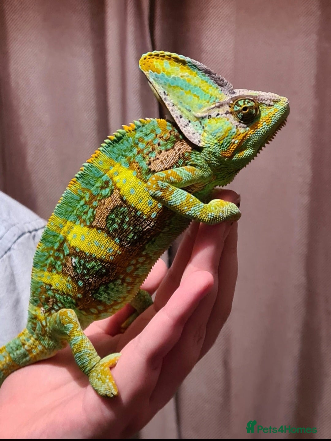 Chameleon reptiles 4yr Male Veiled Chameleon - Advert 4
