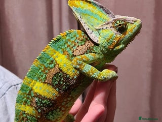 Chameleon reptiles 4yr Male Veiled Chameleon - Advert 3