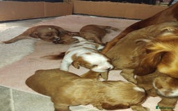 Cockalier dogs for sale: Cockerliers  f1 health tested parents - Image 9