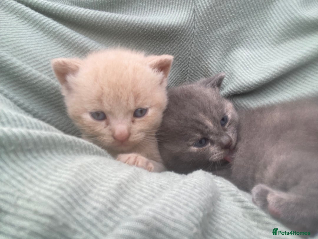 British Shorthair cats for sale: X BSH female grey available  - Image 13
