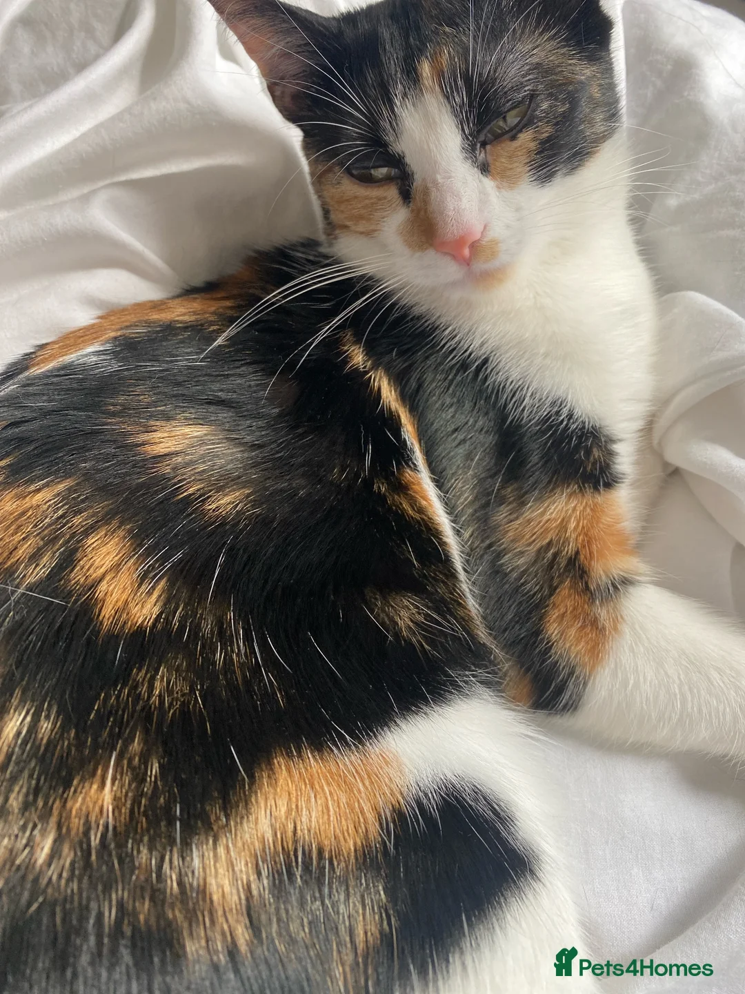 Domestic Shorthair cats for sale: Rehoming in Nelson - Advert 2