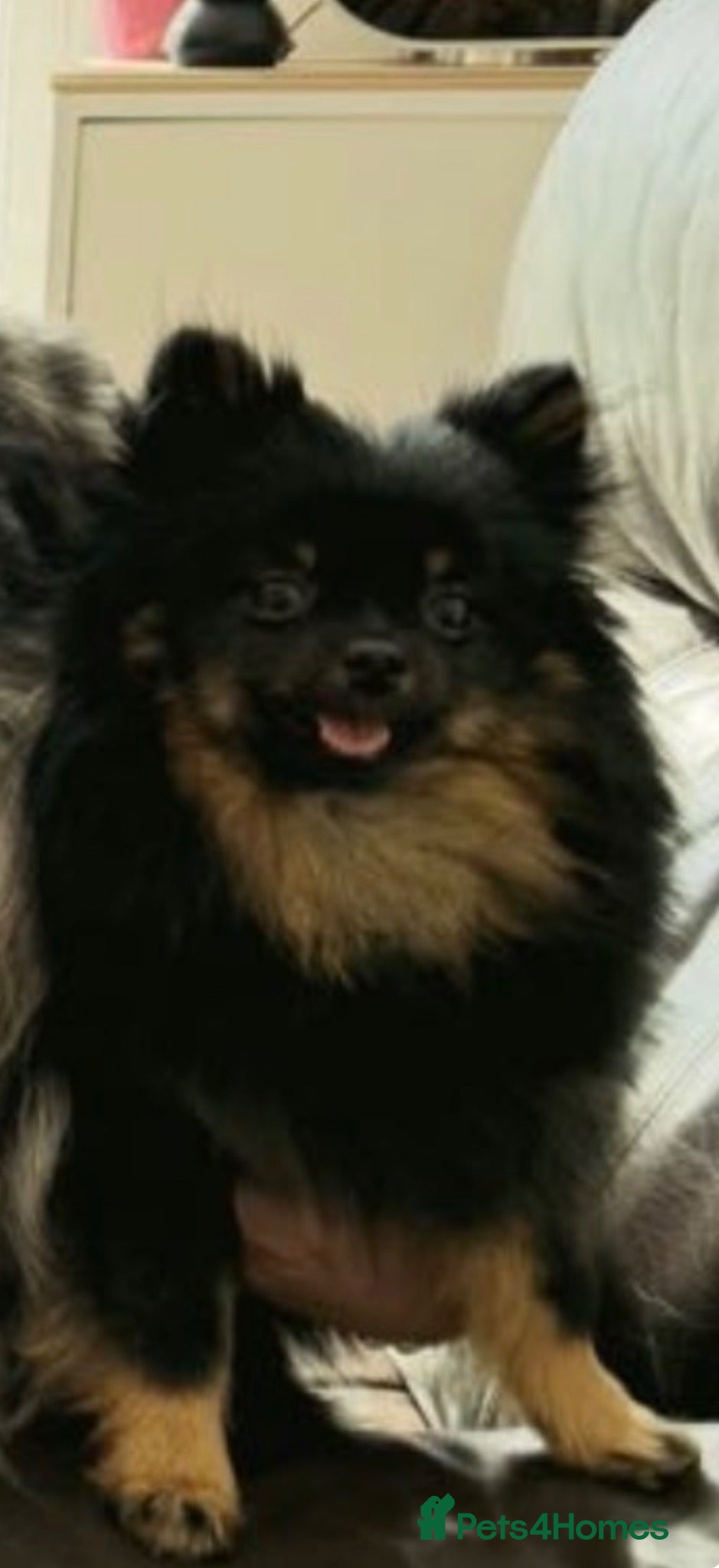 Pomeranian dogs Pomeranian  - Advert 4
