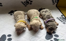 Dachshund dogs for sale: Litter of miniature dachshunds born 12/9/25 - Image 18