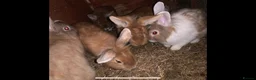 Chinchilla rabbits for sale: Mix of cute rabbits in Liverpool - Advert 3