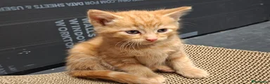 Mixed Breed Kitten 1