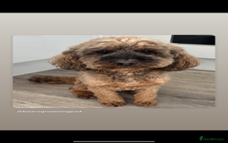 Cockapoo dogs for sale: Stunning cockapoo puppies - Advert 1