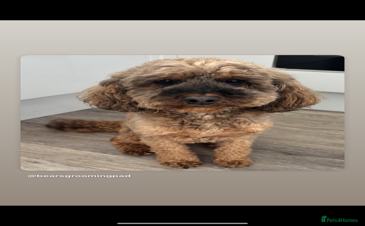 Cockapoo dogs Stunning cockapoo puppies - Advert 1