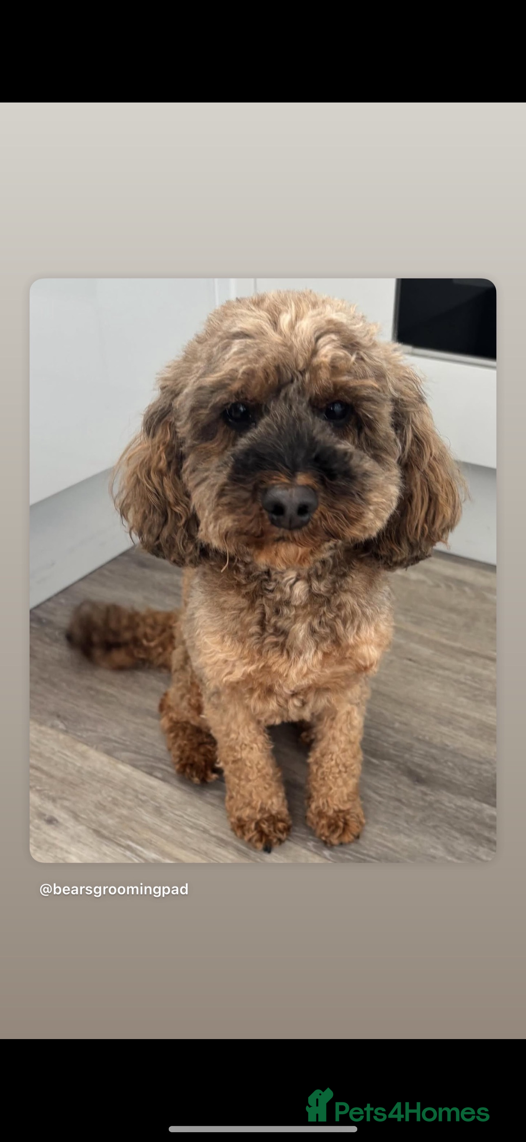 Cockapoo dogs for sale: Stunning cockapoo puppies - Advert 1