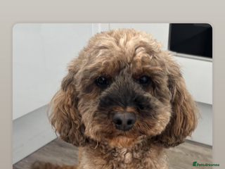 Cockapoo dogs for sale: Stunning cockapoo puppies - Advert 1