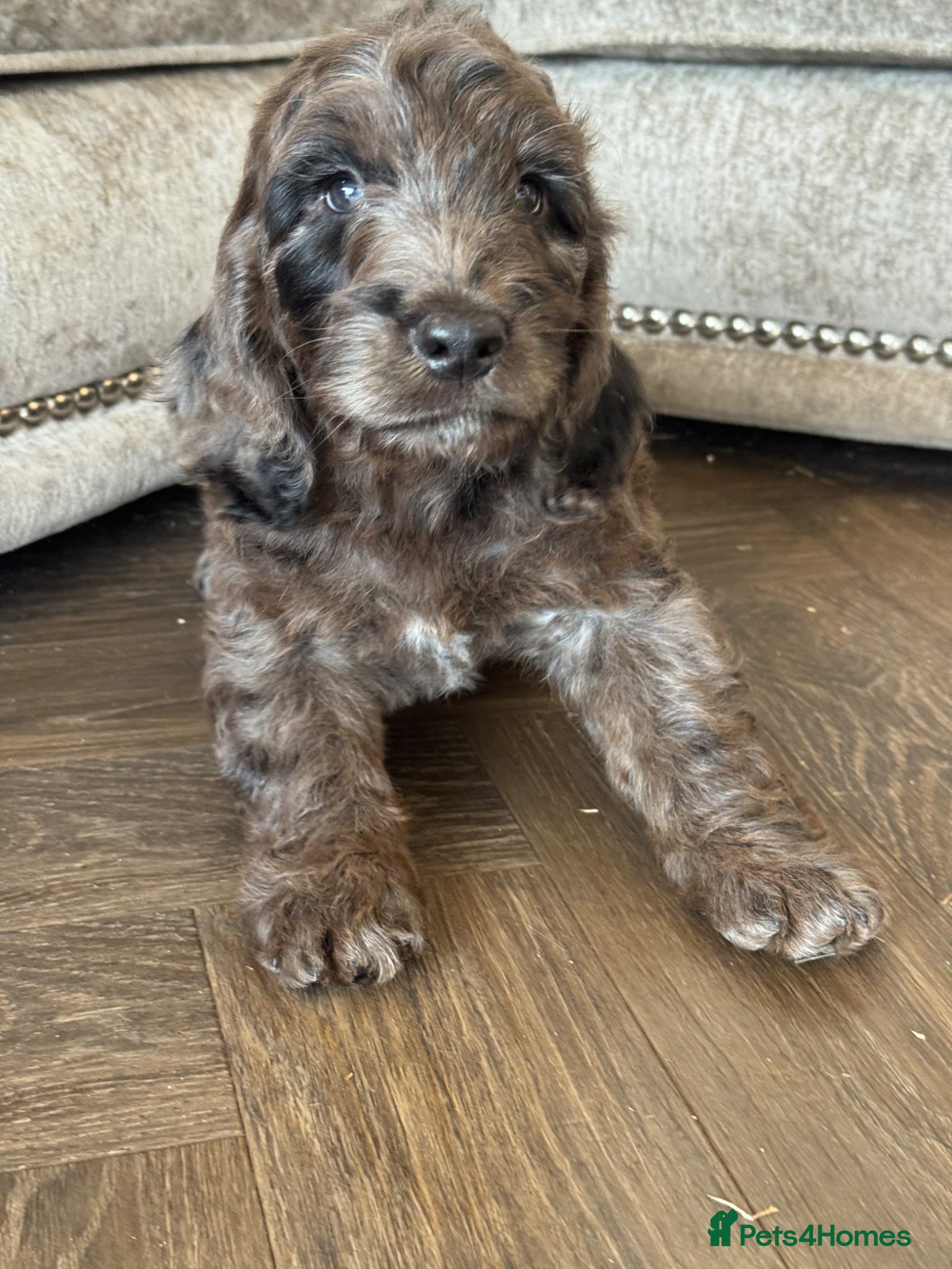 Cockapoo dogs MERL & CHOCOLATE F1COCKERPOOS HEALTH TESTED PARENT - Advert 2