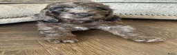 Cockapoo dogs for sale: MERL & CHOCOLATE F1COCKERPOOS HEALTH TESTED PARENT - Advert 1