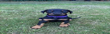 Purple collar girl