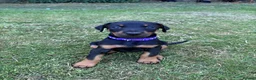 Dobermann dogs for sale: KC registered Dobermann puppies  - Advert 9