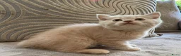 British Shorthair cats for sale: GCCF British Shorthair Kittens  in Southampton - Advert 7