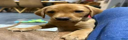 Labrador Retriever dogs for sale: Fox Red Labrador puppy’s  in Bedford - Advert 8