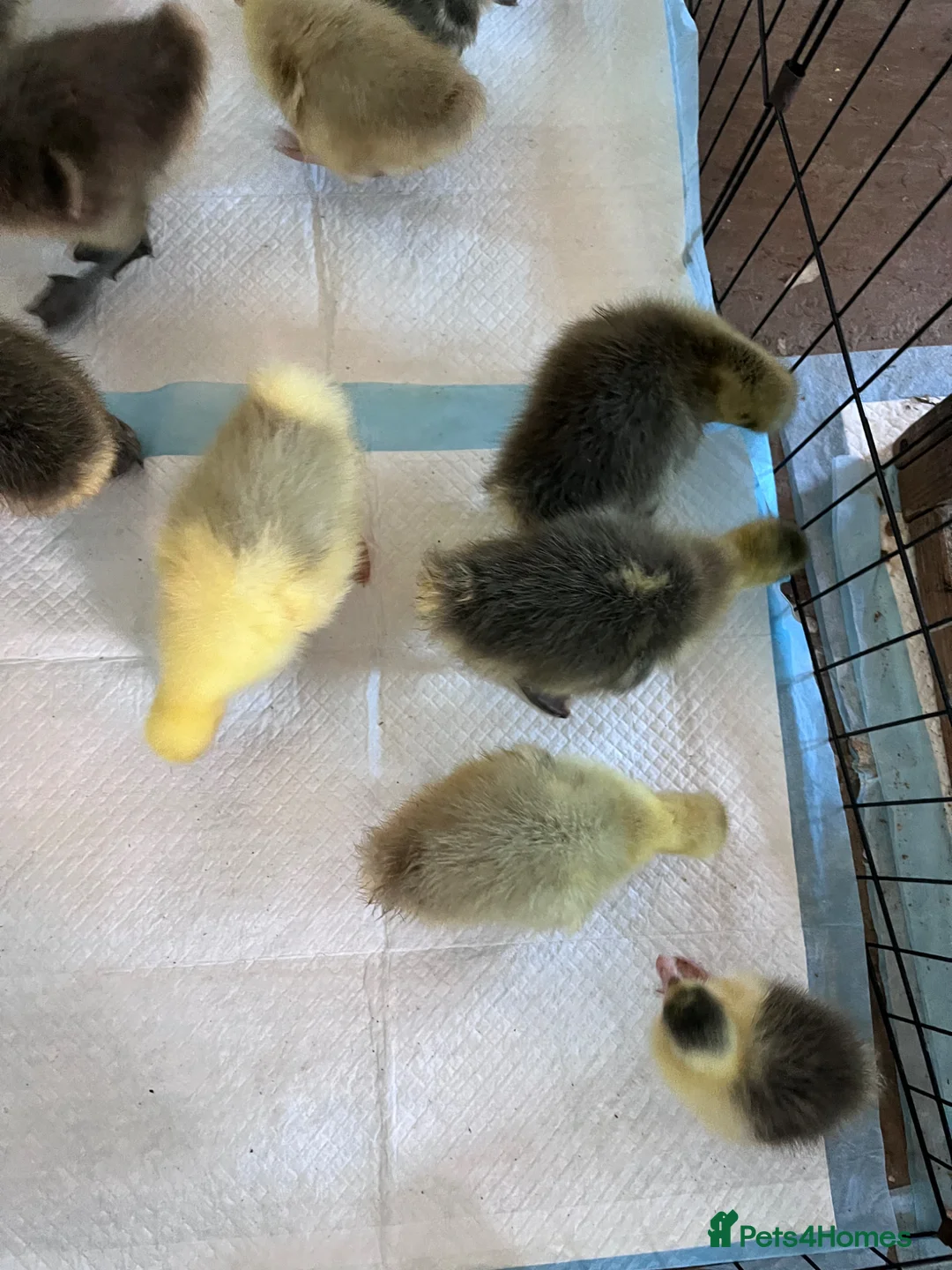 Geese poultry for sale: Goslings for sale  - Advert 5