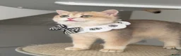 British Shorthair cats for sale: Blue Golden British Shorthair boy 💙 - Advert 6