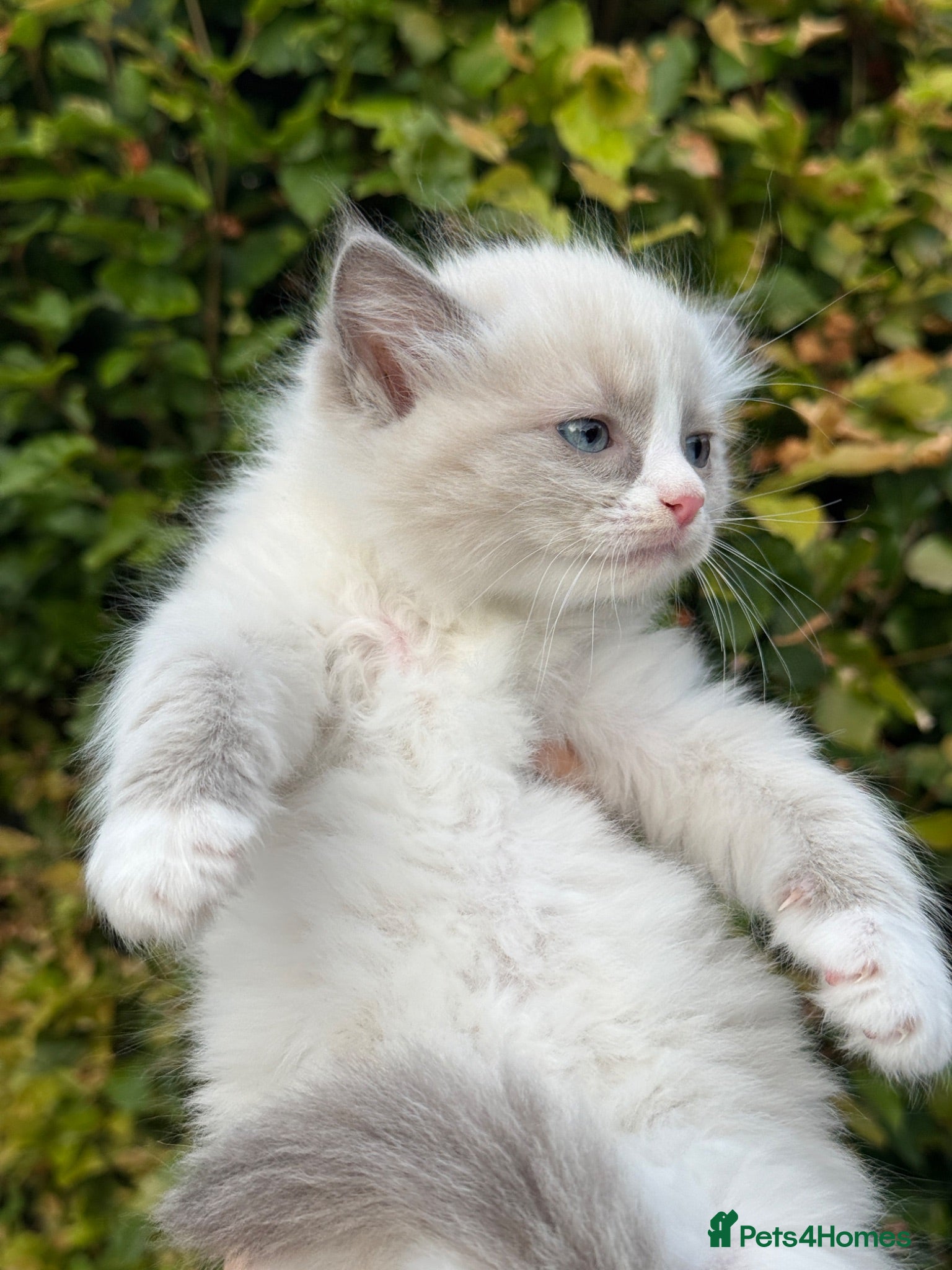 Ragdoll cats Chunky Ragdoll kittens  - Advert 2