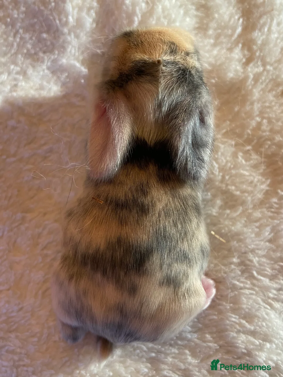 Mini Lop rabbits for sale: Mini Lop Rabbits Waitlist 2026 - Advert 5