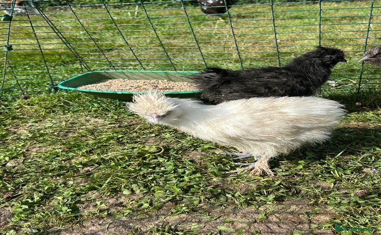 Chickens poultry - Advert 1