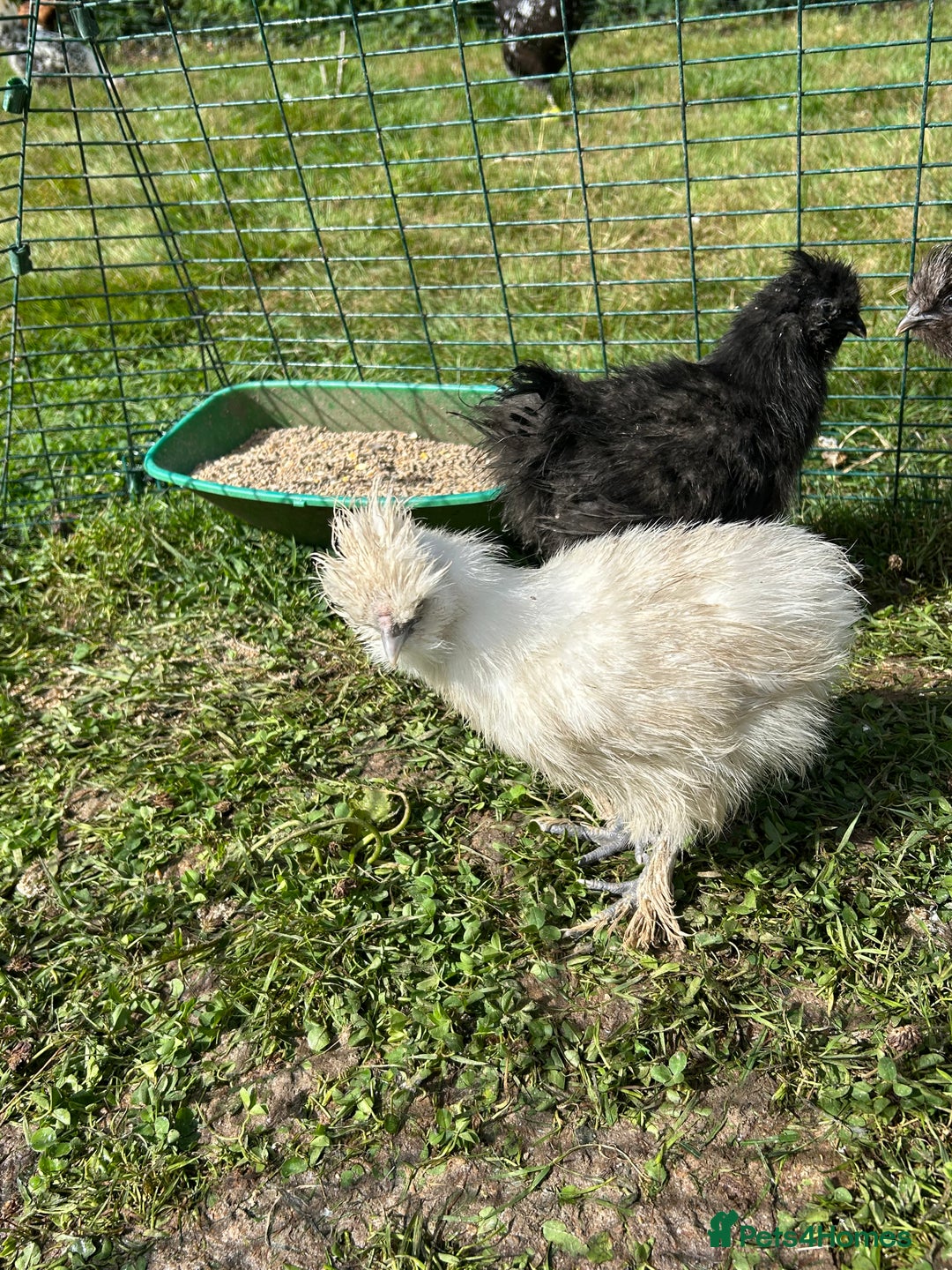 Chickens poultry for sale: Silkie pullets  - Image 1