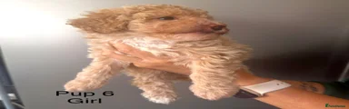 Cockapoo 6