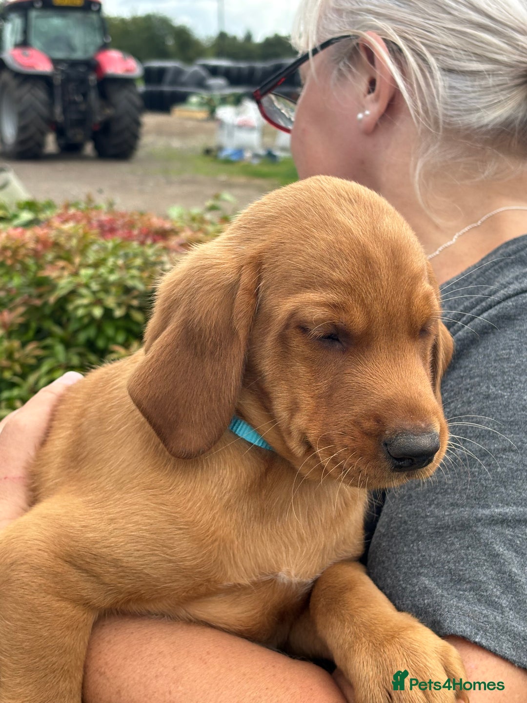 Labrador Retriever dogs for sale: Gorgeous Labrador Puppies - Image 6