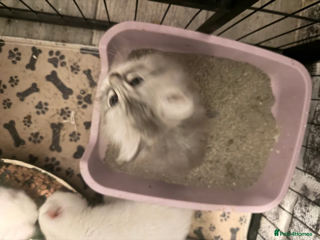 Persian cats for sale: Ready soon, 5 persian X kittens - Advert 18