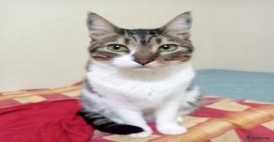 Mixed Breed cats - Advert 6