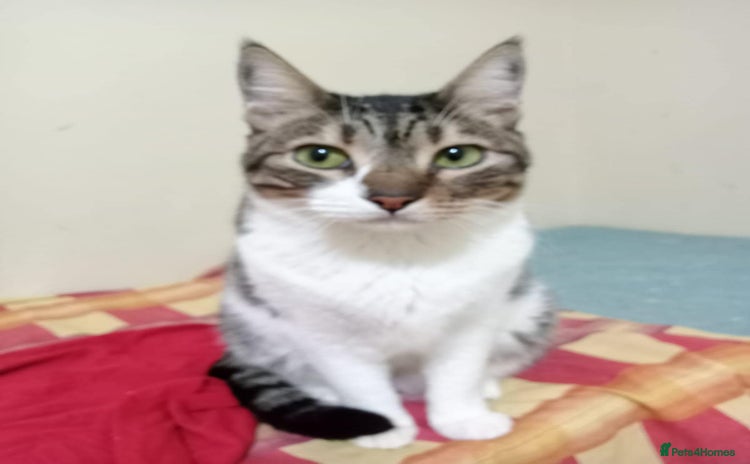 Mixed Breed cats - Advert 5