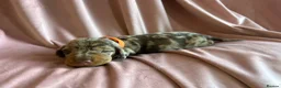Miniature Dachshund dogs for sale:  KC Registered Miniature Dachshund Puppies in London - Advert 12
