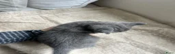 British Shorthair cats for sale: Our British Shorthair has had 5 Beautiful Kittens - Advert 26
