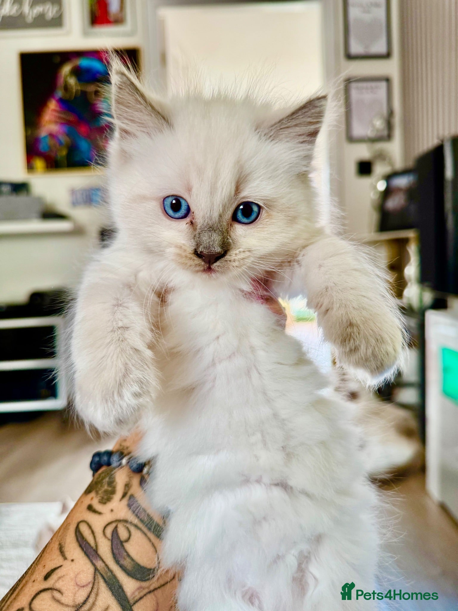 Ragdoll cats GCCF Blue point Ragdolls  - Advert 20