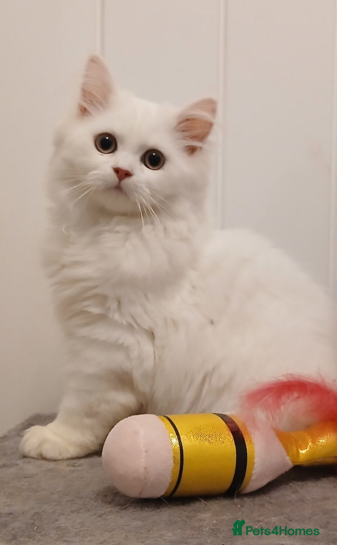 British Shorthair cats British Shorthair & Longhair Kittens - Advert 2