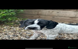 Pointer dogs for sale: ⭐️ 2 beautiful boys looking for forever homes⭐️ - Image 9