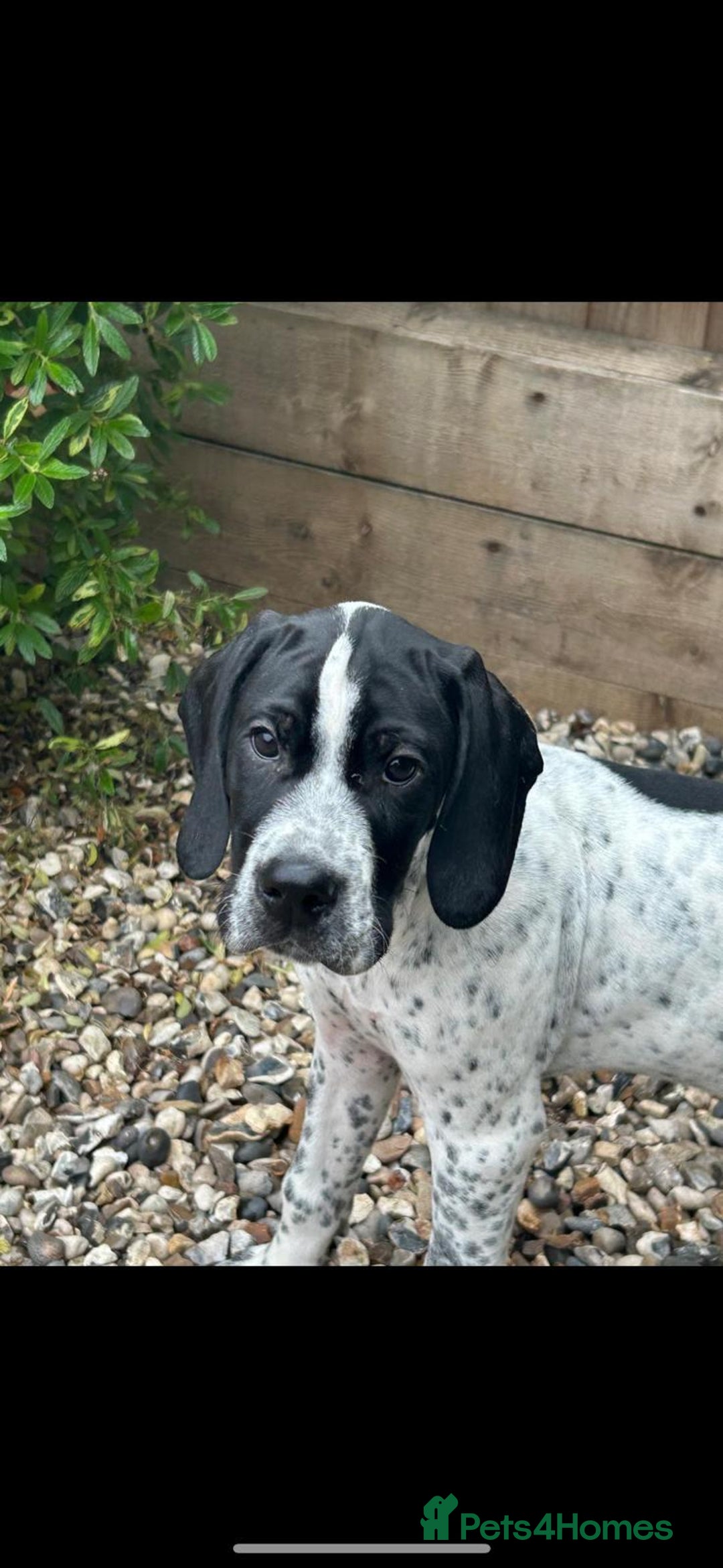 Pointer dogs for sale: ⭐️ 2 beautiful boys looking for forever homes⭐️ - Image 9